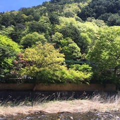 昇仙峡の新緑が綺麗に色付いています(^^)