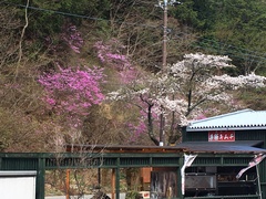 桜満開！