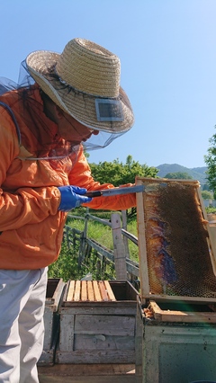 今年も新蜜がとれました！