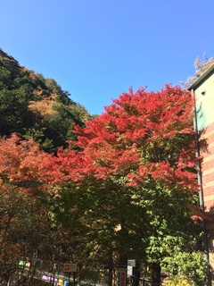 昇仙峡紅葉情報！