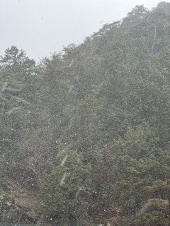 雪が降ってきました！