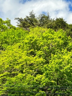 紅葉に負けない魅力